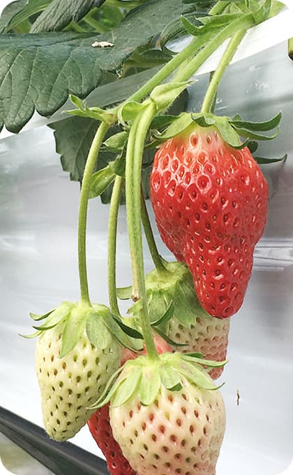 服部さんちのおいしい苺の特徴