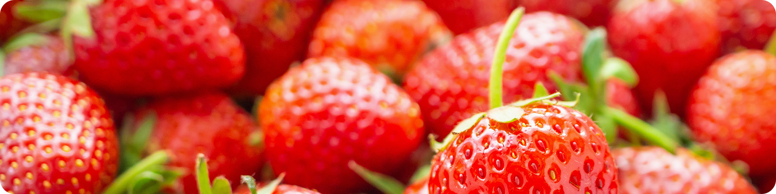 プライバシーポリシー