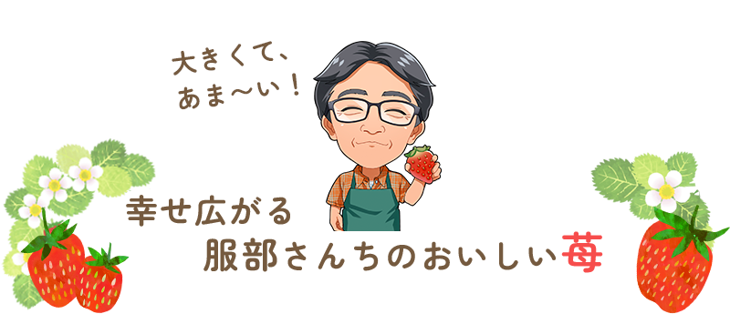 大きくて、あま〜い!幸せ広がる服部さんちのおいしい苺