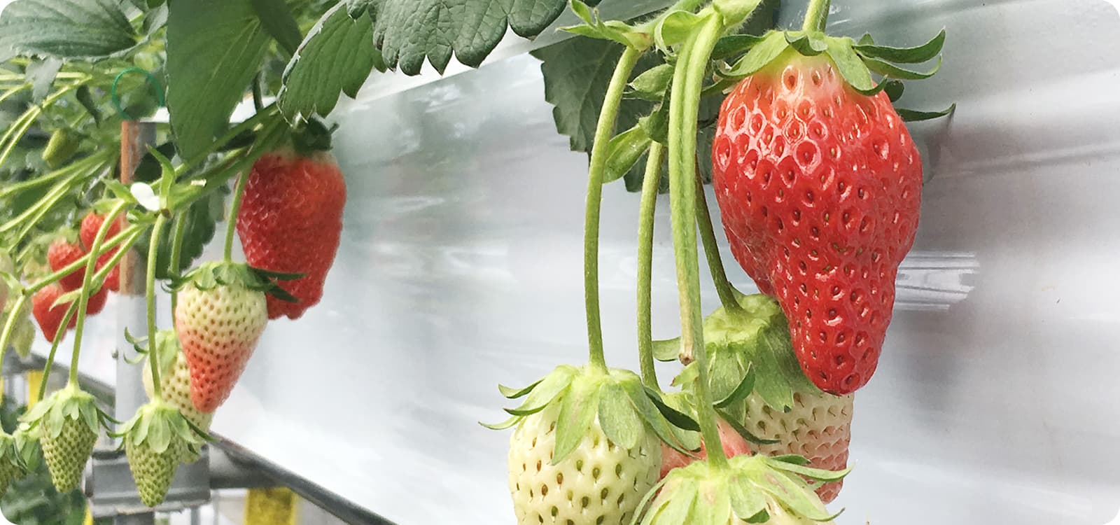 服部さんちのおいしい苺 MV画像