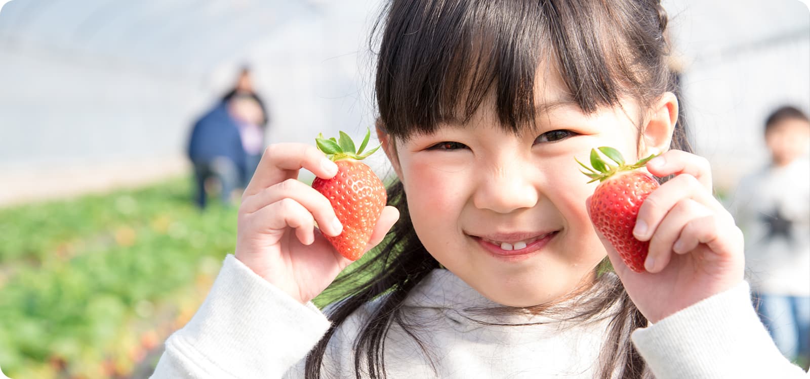 服部さんちのおいしい苺 MV画像